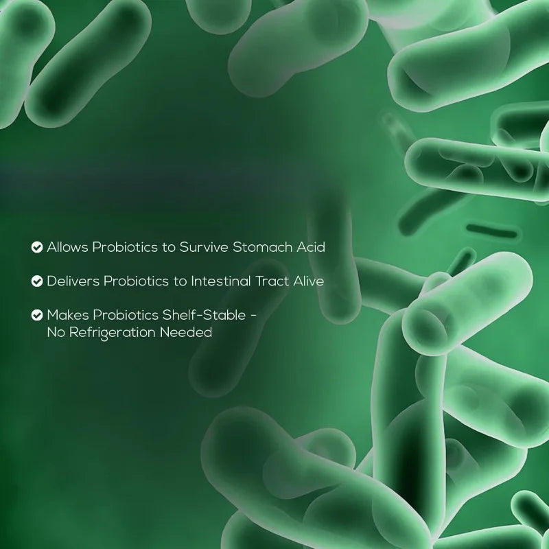 Daily Probiotic Supplement for Digestive Health 60 Billion CFU Shelf Stable Acidophilus Supports Gut Health Immune Support