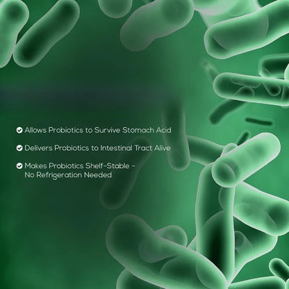 Daily Probiotic Supplement for Digestive Health 60 Billion CFU Shelf Stable Acidophilus Supports Gut Health Immune Support